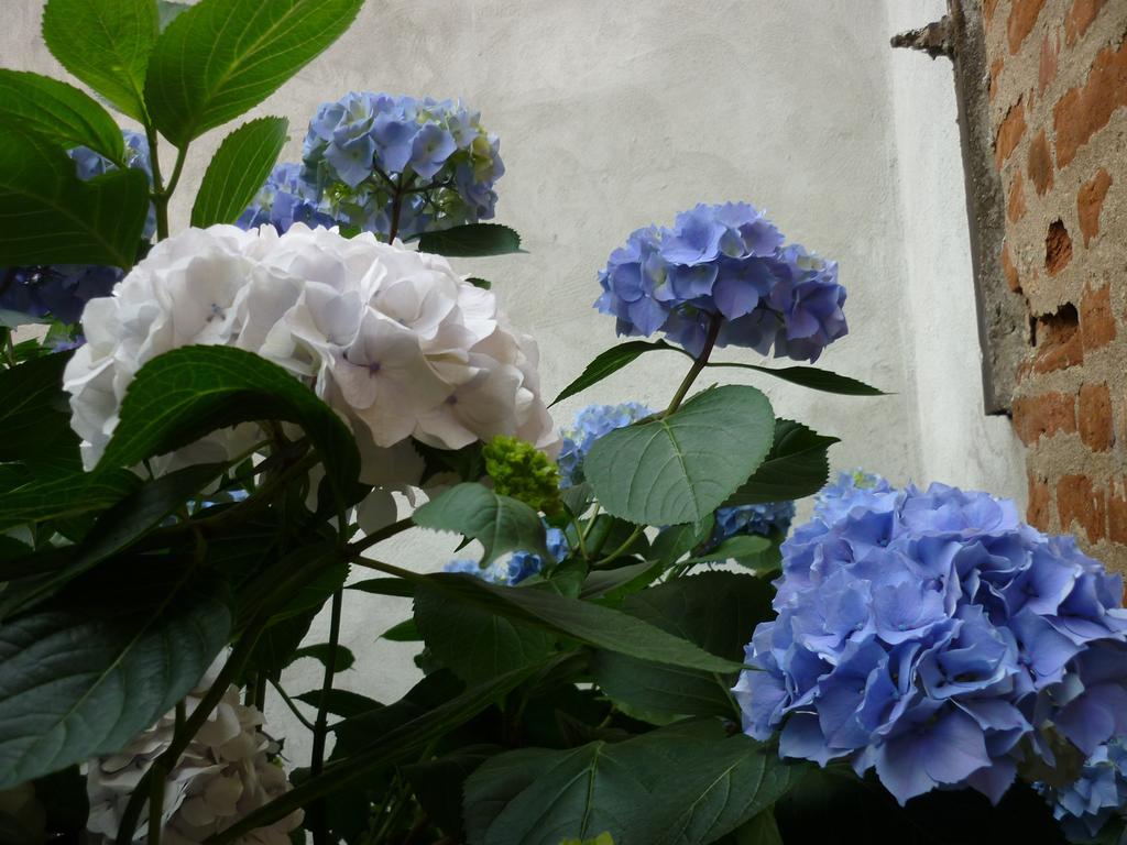 L'Adele Bed&Breakfast Occimiano Exterior foto