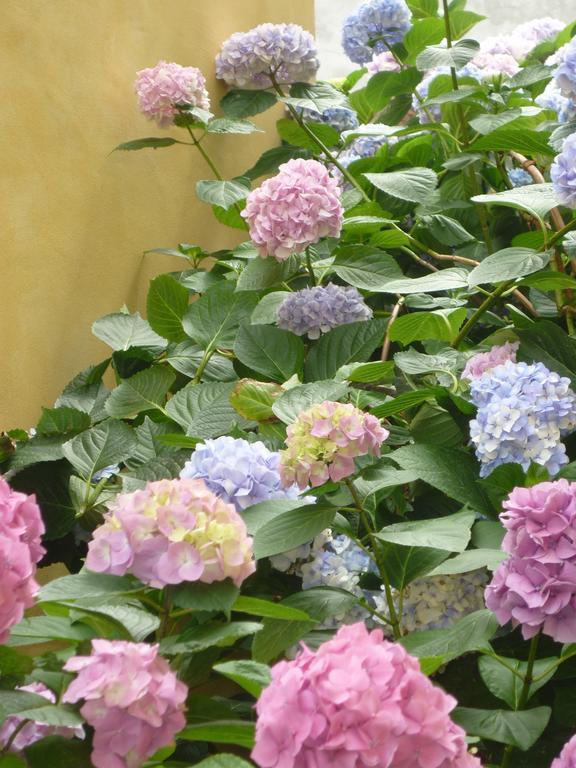 L'Adele Bed&Breakfast Occimiano Exterior foto
